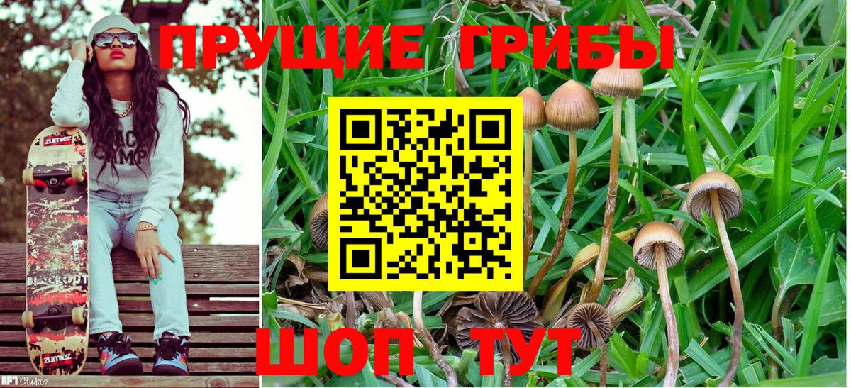Псилоцибиновые грибы GOLDEN TEACHER Кропоткин