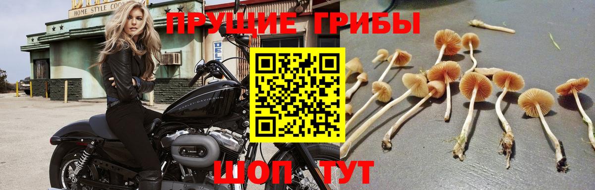Кропоткин  Галлюциногенные грибы мухоморы  Вход с VPN 